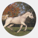 Zoek naar hengsten stickers Foto