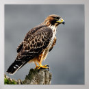 Zoek naar havik posters Vogel