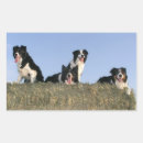 Zoek naar zwart witte honden stickers Border collie