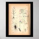 Zoek naar neuron kunst Brein