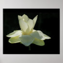 Zoek naar lotus kunst Bloesem