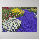 Zoek naar keukenhof tuin posters Druif hyacinth