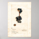 Zoek naar blauwe bessen posters Elk persoon