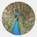 Zoek naar kleurrijke veren stickers Elk persoon