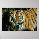 Zoek naar oor posters Kat