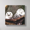 Zoek naar sneeuwuil kunst Witte uil