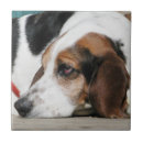 Zoek naar basset honden tegels Huisdier