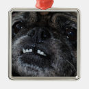 Zoek naar pug ornamenten Honden