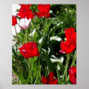 Zoek naar tulpen posters Voor hem/haar