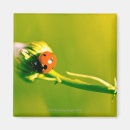 Zoek naar ladybug magneten Plant