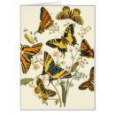 Zoek naar caterpillar briefkaarten Antiek