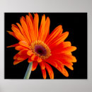 Zoek naar bloemen stilleven posters Voor haar