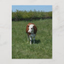 Zoek naar koeien briefkaarten Gras