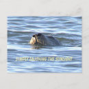 Zoek naar zeehond briefkaarten Fotografie