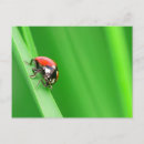 Zoek naar ladybird briefkaarten Insect