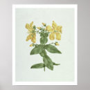 Zoek naar fijne kunstposters posters Botanisch