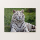 Zoek naar white tiger puzzels Wild