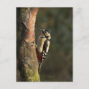 Zoek naar witte vogel briefkaarten Kleurrijk