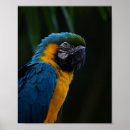Zoek naar macaw birds posters Levendig