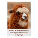 Zoek naar grappige alpaca kunst Dier