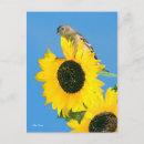 Zoek naar vink briefkaarten Natuur