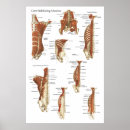 Zoek naar spier posters Anatomie