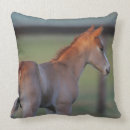 Zoek naar kwart paard kussens Foto