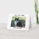 Zoek naar zwart witte katten kaarten Natuur