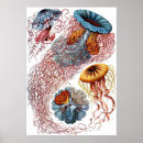 Zoek naar kunstformen natur posters Haeckel's