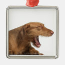 Zoek naar brussel ornamenten Hond