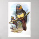 Zoek naar vintage bird kunst Bos