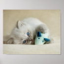 Zoek naar ragdoll cat kunst Schattig