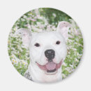 Zoek naar pitbull magneten Plezier