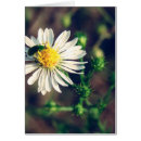 Zoek naar margriet kaarten Insect