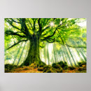 Zoek naar boomstam kunst Natuur