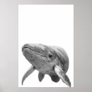 Zoek naar walvis posters Druk