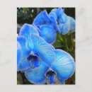 Zoek naar blauwe orchidee briefkaarten Orchideeën
