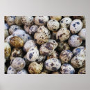 Zoek naar eierschaal posters Voedsel