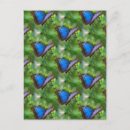 Zoek naar blauwe vlinder briefkaarten Schattig
