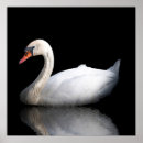 Zoek naar zwanen posters Vogel