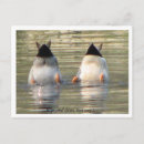 Zoek naar mal briefkaarten Fotografie