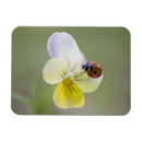 Zoek naar ladybug magneten Focus