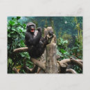 Zoek naar gorilla briefkaarten Natuur