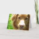 Zoek naar toller kaarten Hond