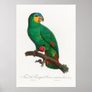 Zoek naar parkiet kunst Papegaaien