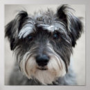 Zoek naar miniatuur schnauzer posters Canine