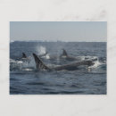 Zoek naar dorsaal posters Horizontaal