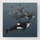 Zoek naar walvis klokken Orca