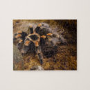 Zoek naar tarantula puzzels Spin