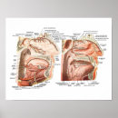 Zoek naar interne anatomie posters Geneeskunde
